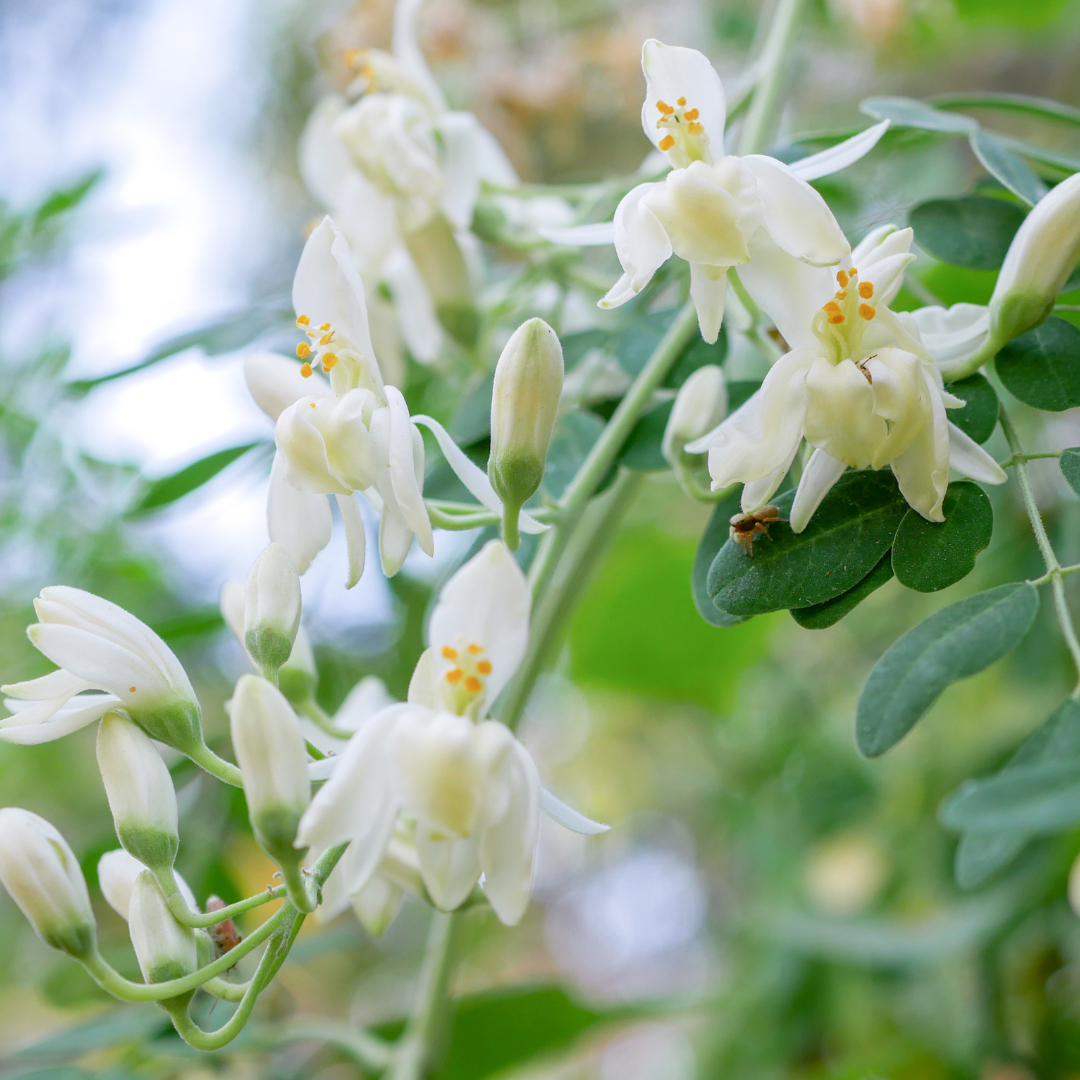 Moringa Oil