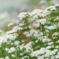 Blue Yarrow Essential Oil