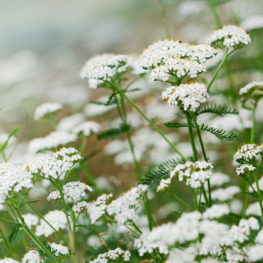 Blue Yarrow Essential Oil