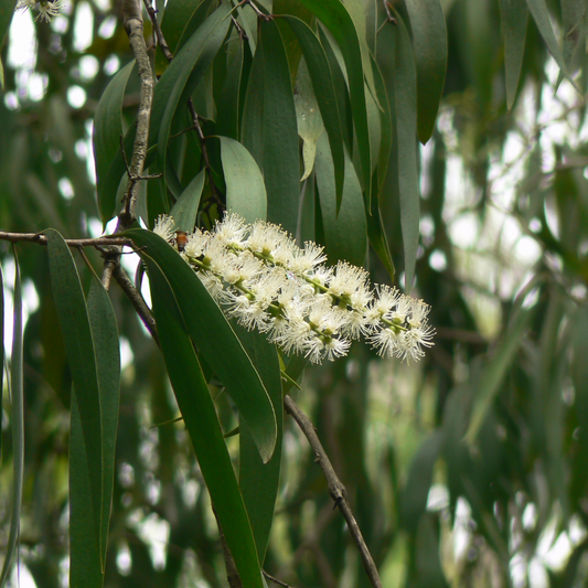 Cajeput Essential OIl