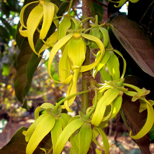 Cananga Essential OIl