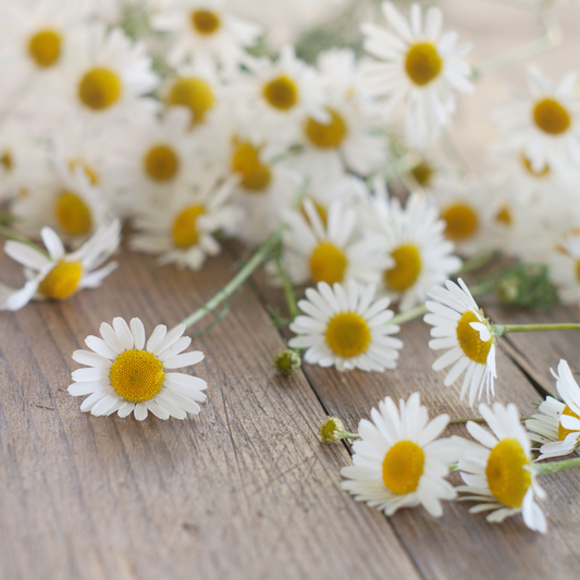 Blue Chamomile (German) Essential Oil