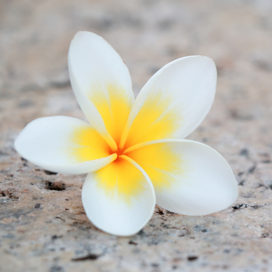Frangipani Absolute