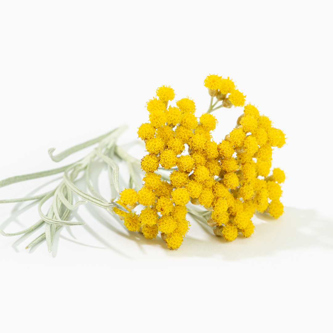 Helichrysum Essential Oil