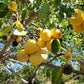 Marula Oil