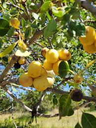 Marula Oil