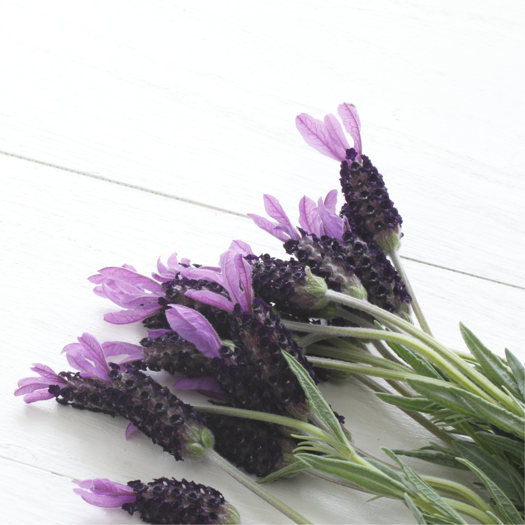  Lavender (French) Oil