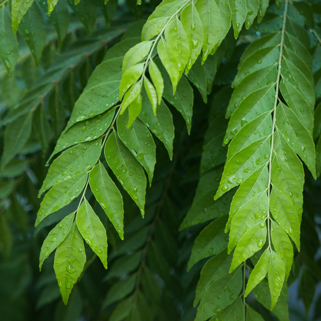 Neem Oil