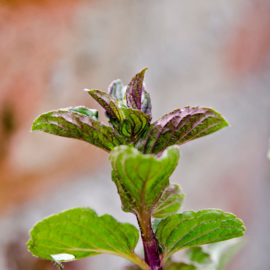 Peppermint (Red Rose Mitcham) Essential Oil