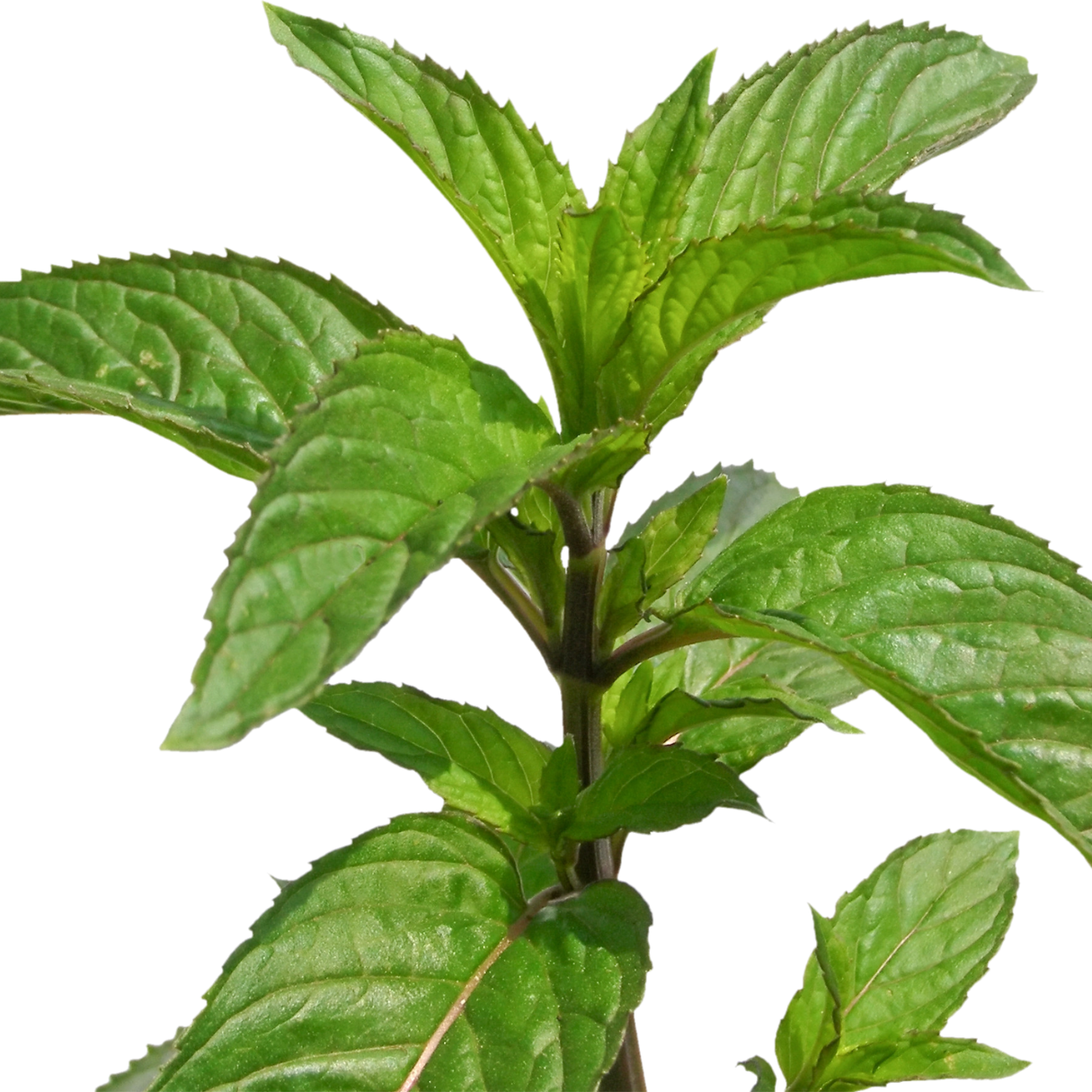 Peppermint (Australian) Essential Oil