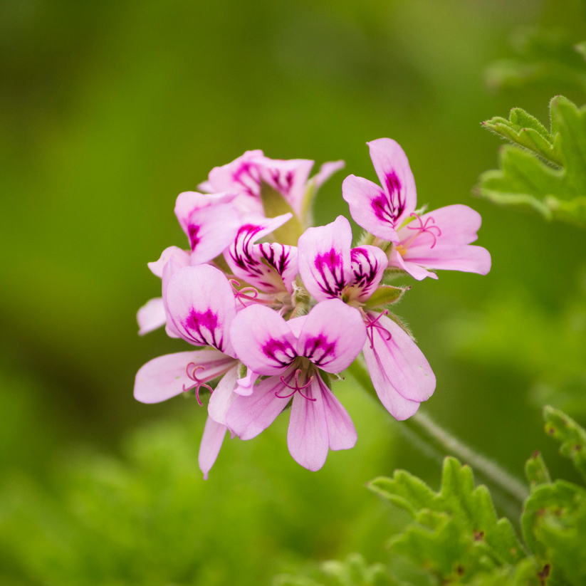 Geranium Rose Essential Oil | Australian Oils Of Nature