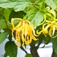 Ylang Ylang 3 Essential Oil