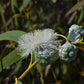 Aussie Essential Oil Bundle: Tea Tree, Lemon Myrtle & Eucalyptus