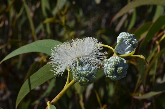 Aussie Essential Oil Bundle: Tea Tree, Lemon Myrtle & Eucalyptus