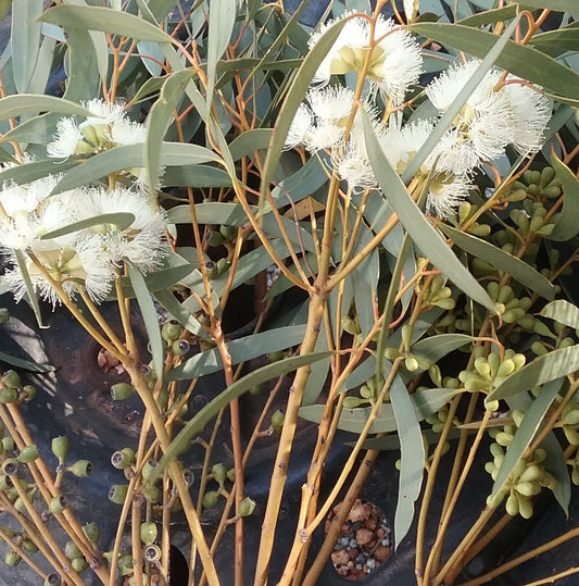 Eucalyptus Kochii