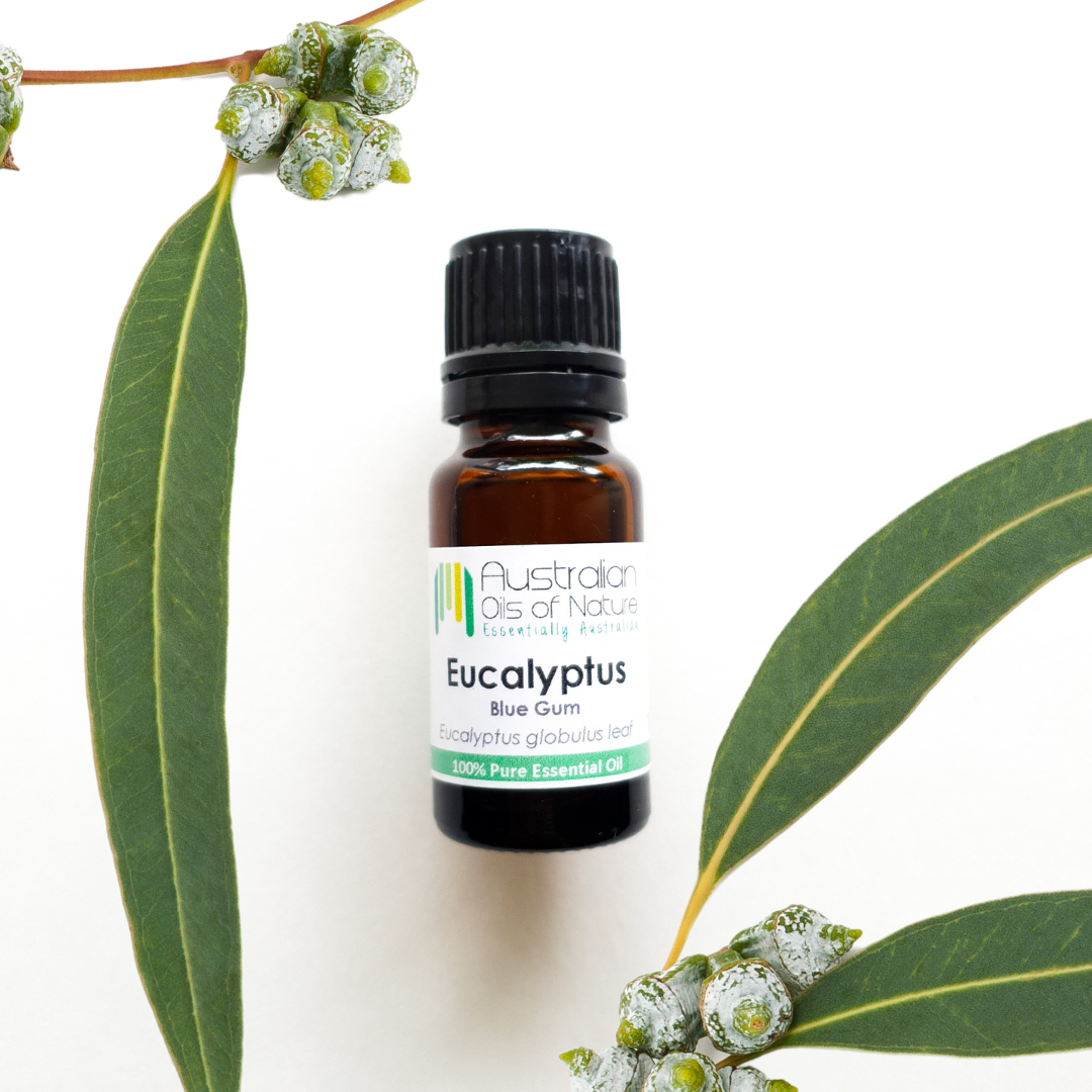 Eucalyptus Blue Gum Essential Oil