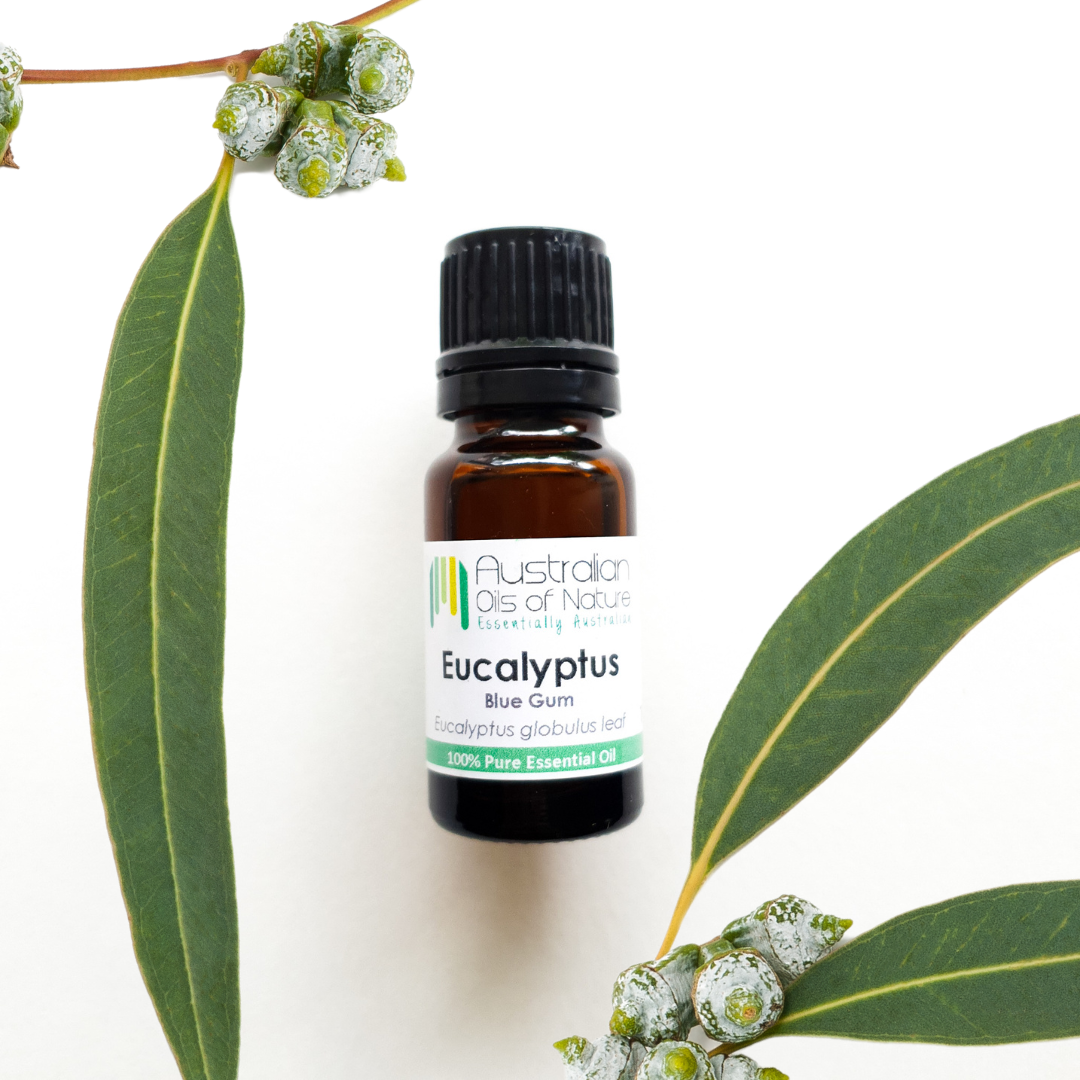  Eucalyptus Blue Gum Essential Oil