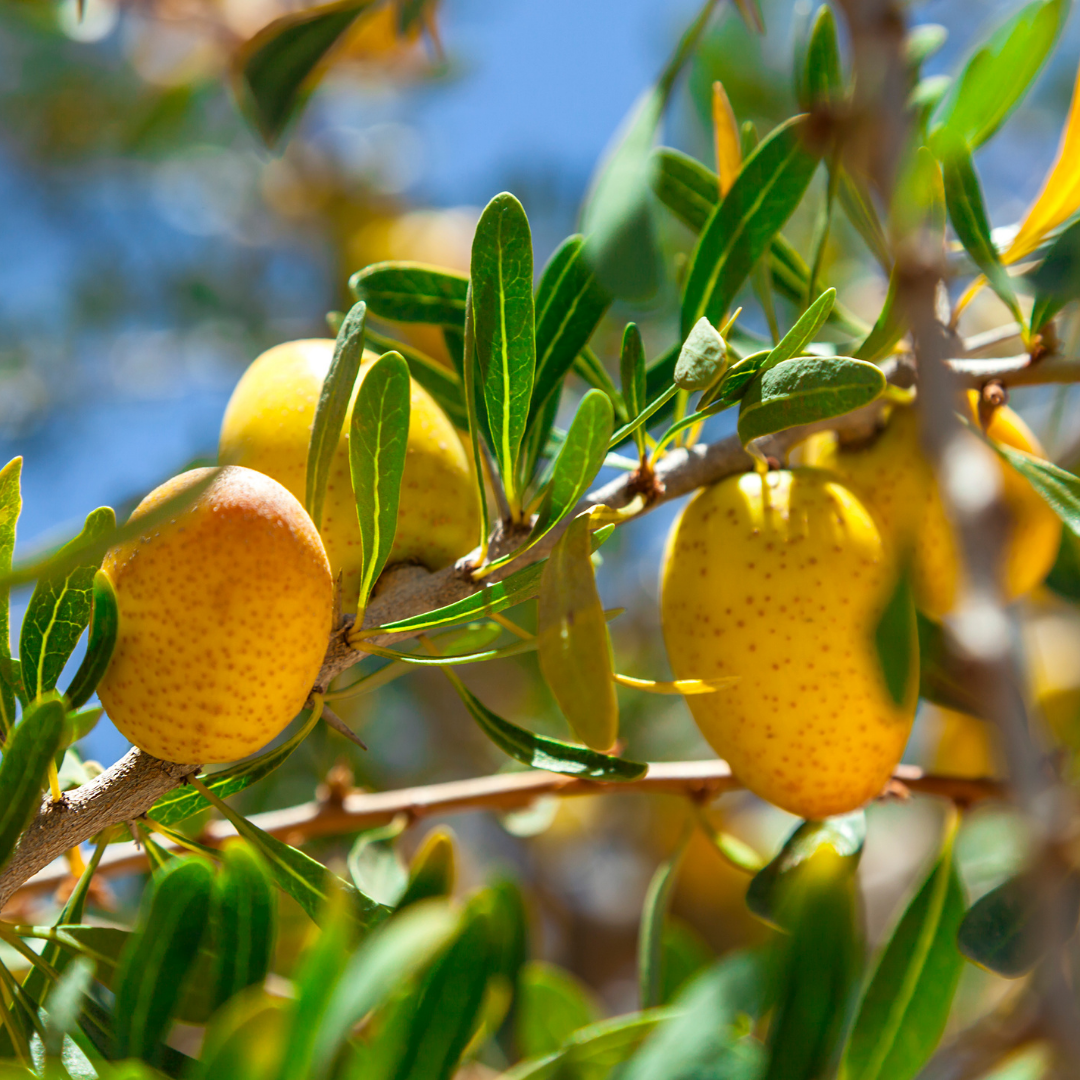 Argan Oil (Organic)