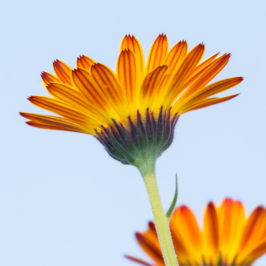 Calendula Oil