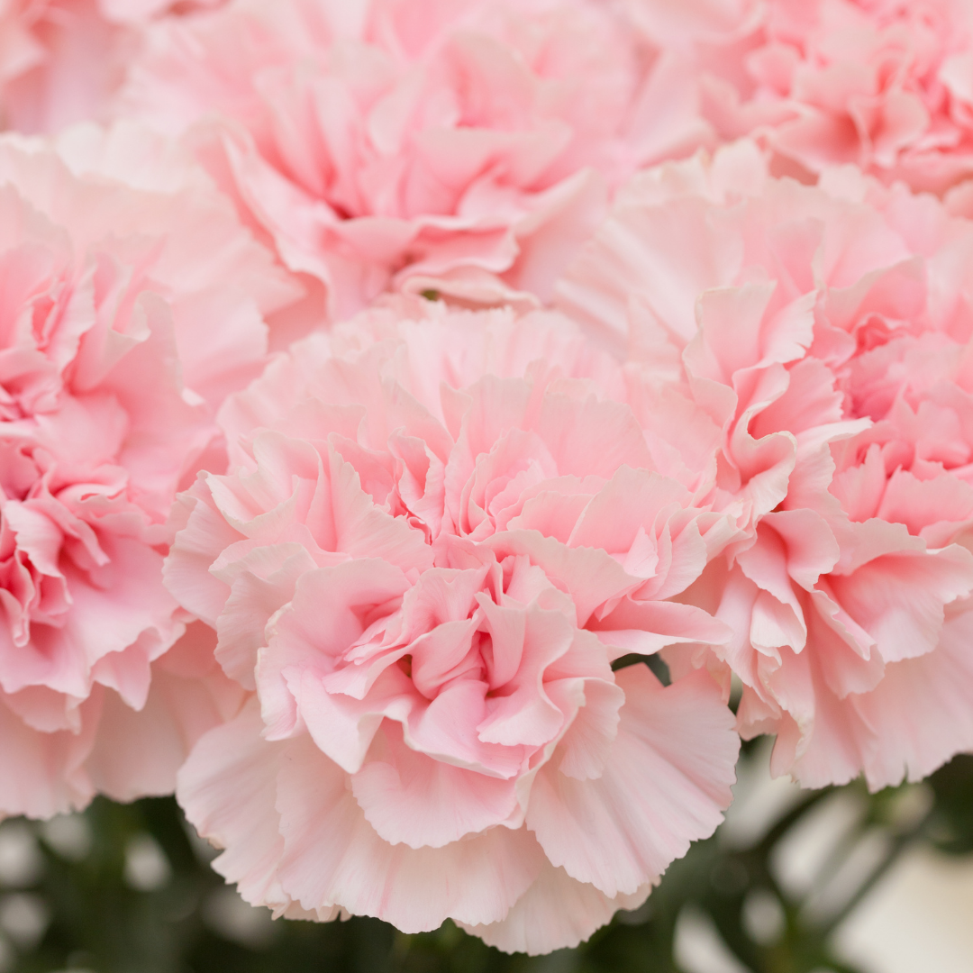 Carnation Absolute Oil