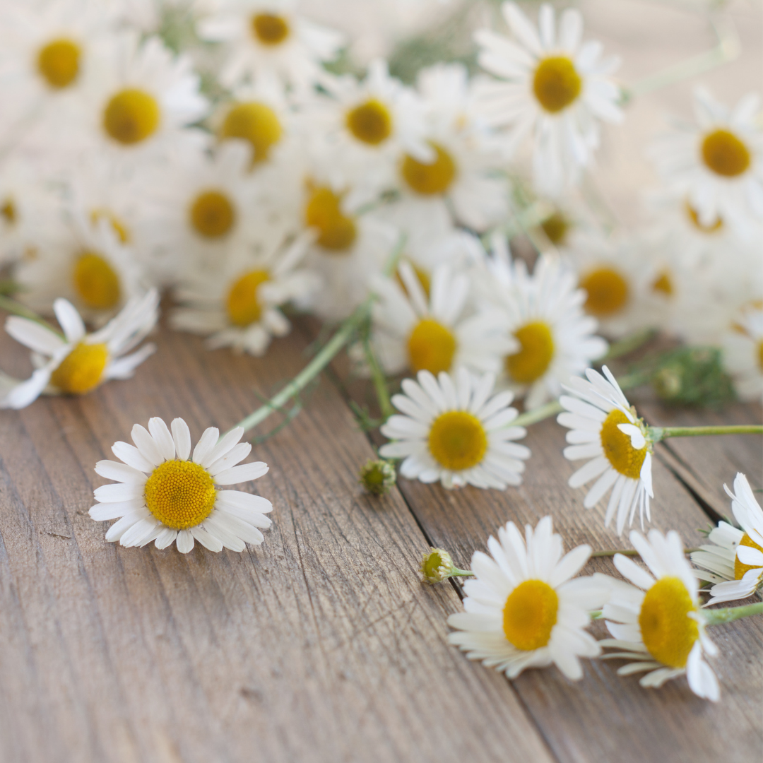 Chamomile (Roman) Essential Oil