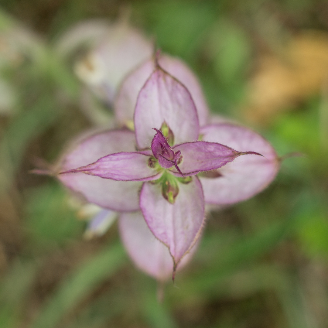 Clary Sage Essential Oil