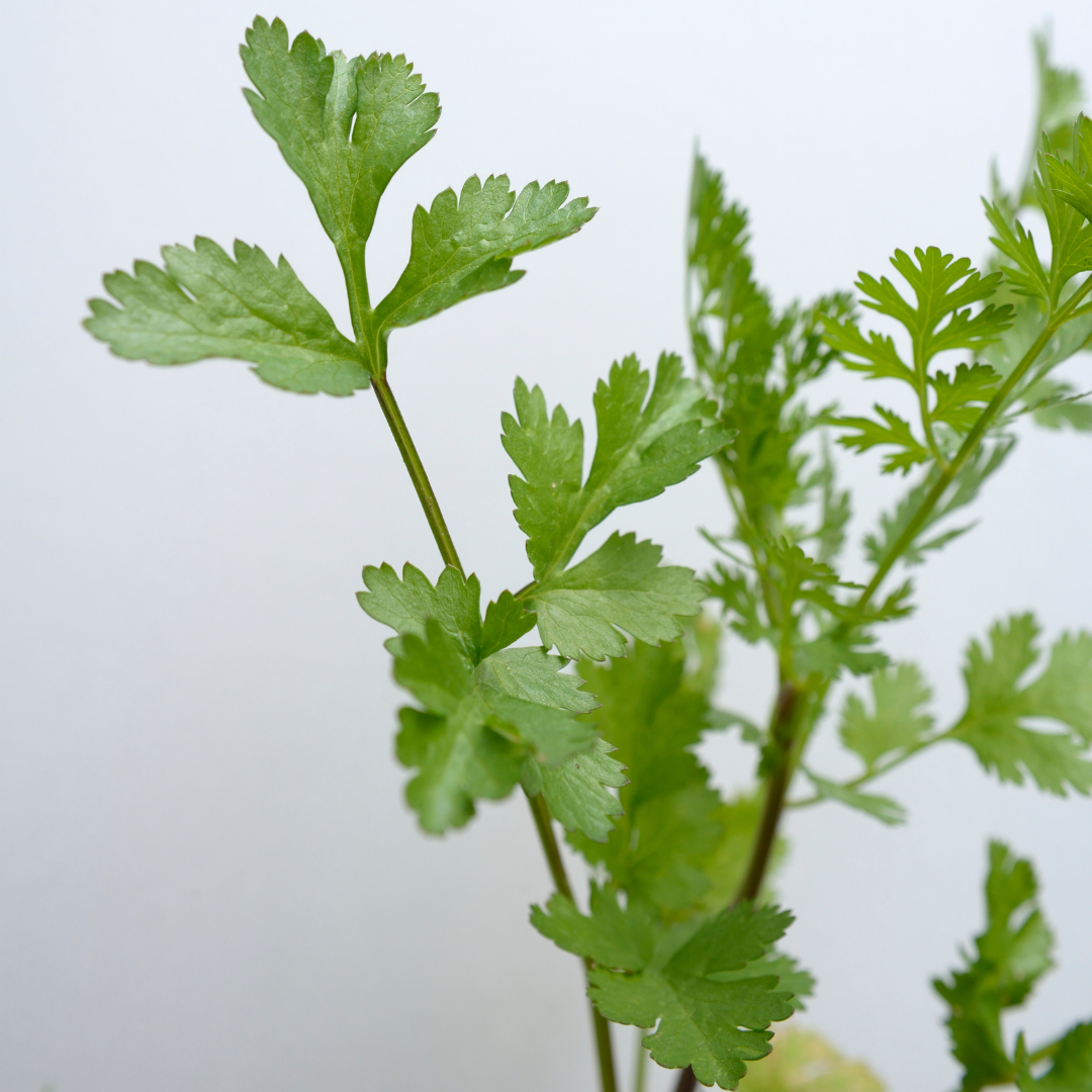 Coriander Essential Oil