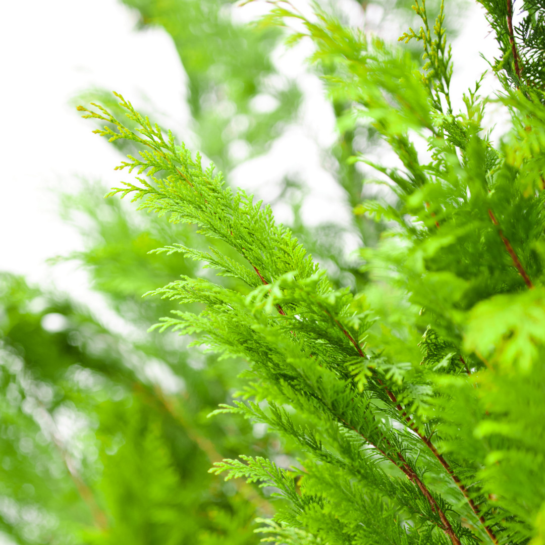 Blue Cypress Essential Oil