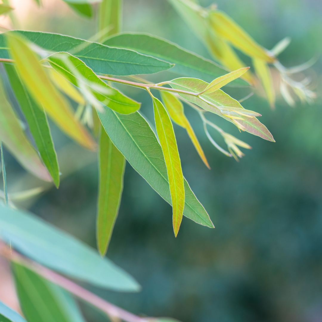 Eucalyptus Lemon-Scented Essential Oil