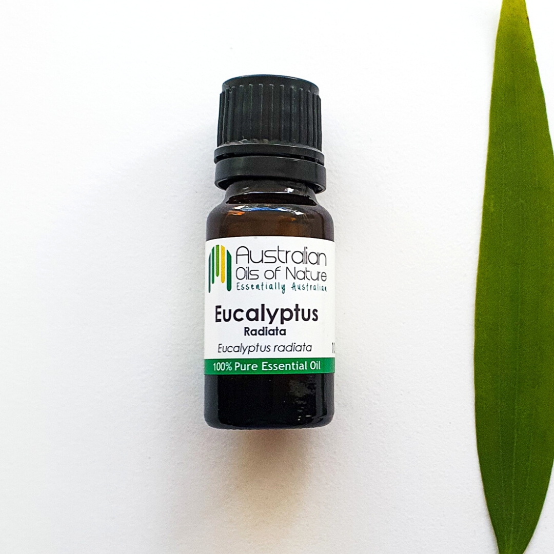 Eucalyptus Radiata Essential Oil