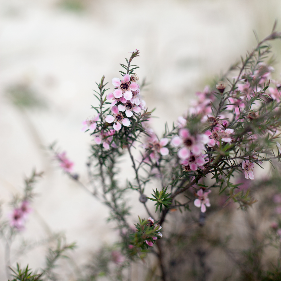 Fragonia Essential Oil