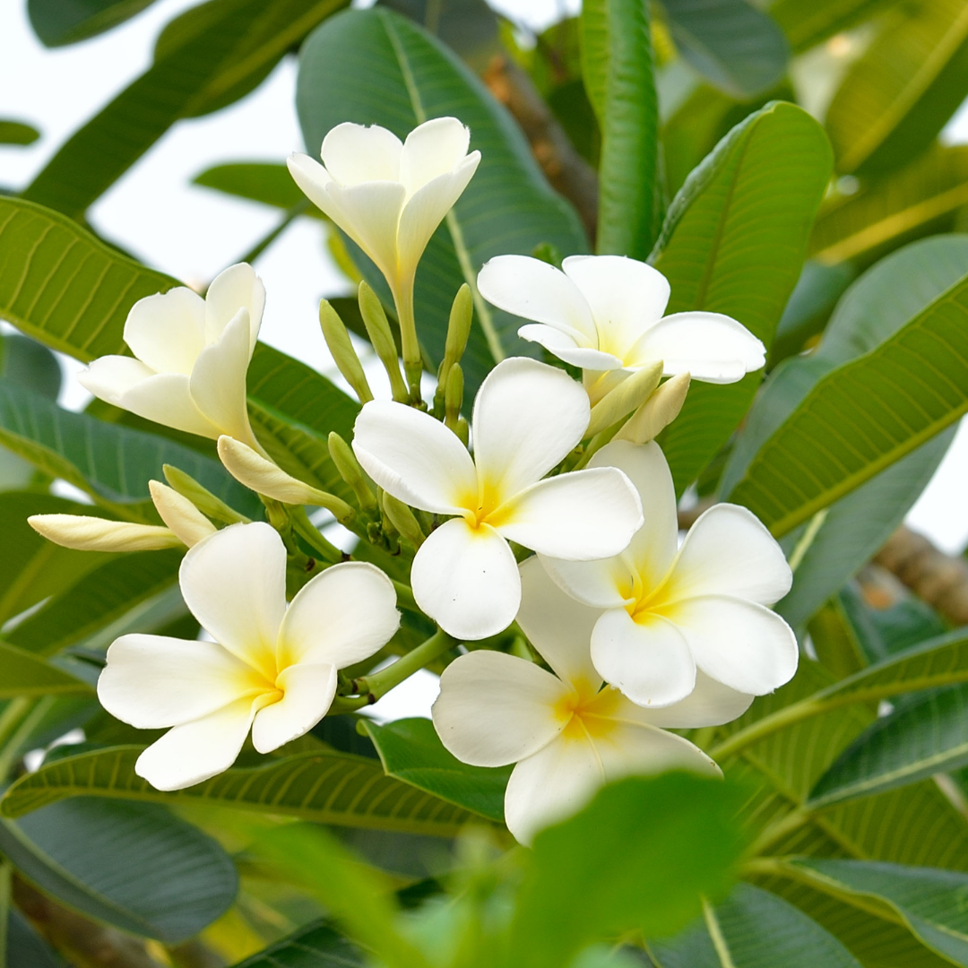 Frangipani Absolute Oil