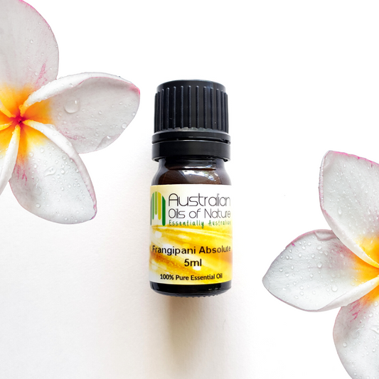 Frangipani Absolute Oil