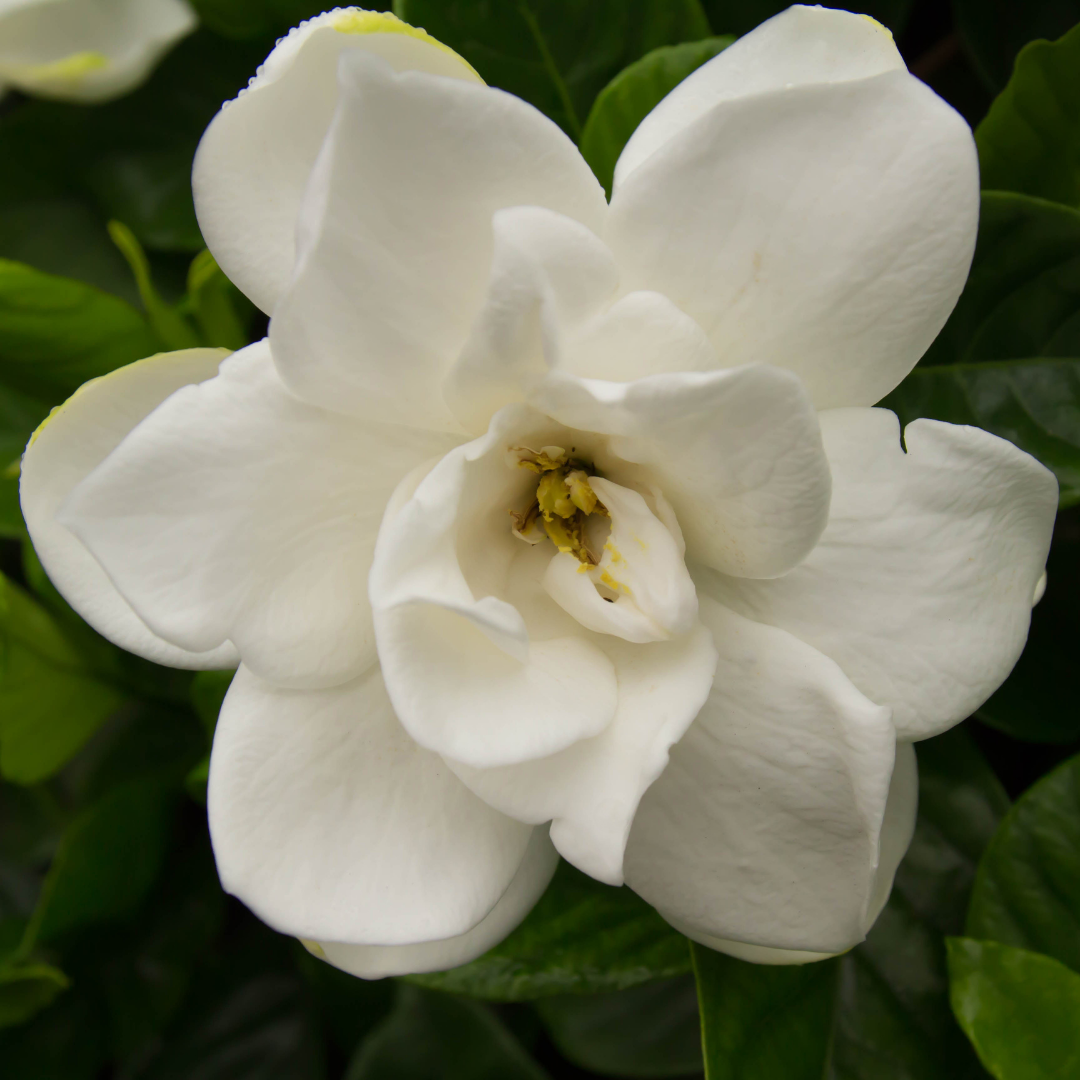 Gardenia Absolute Oil