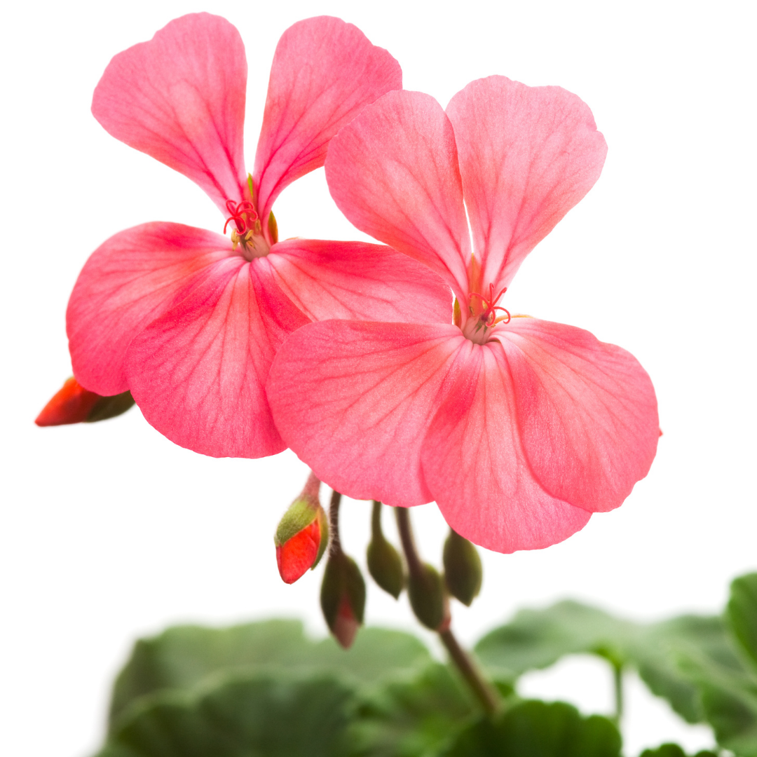 Geranium Essential Oil