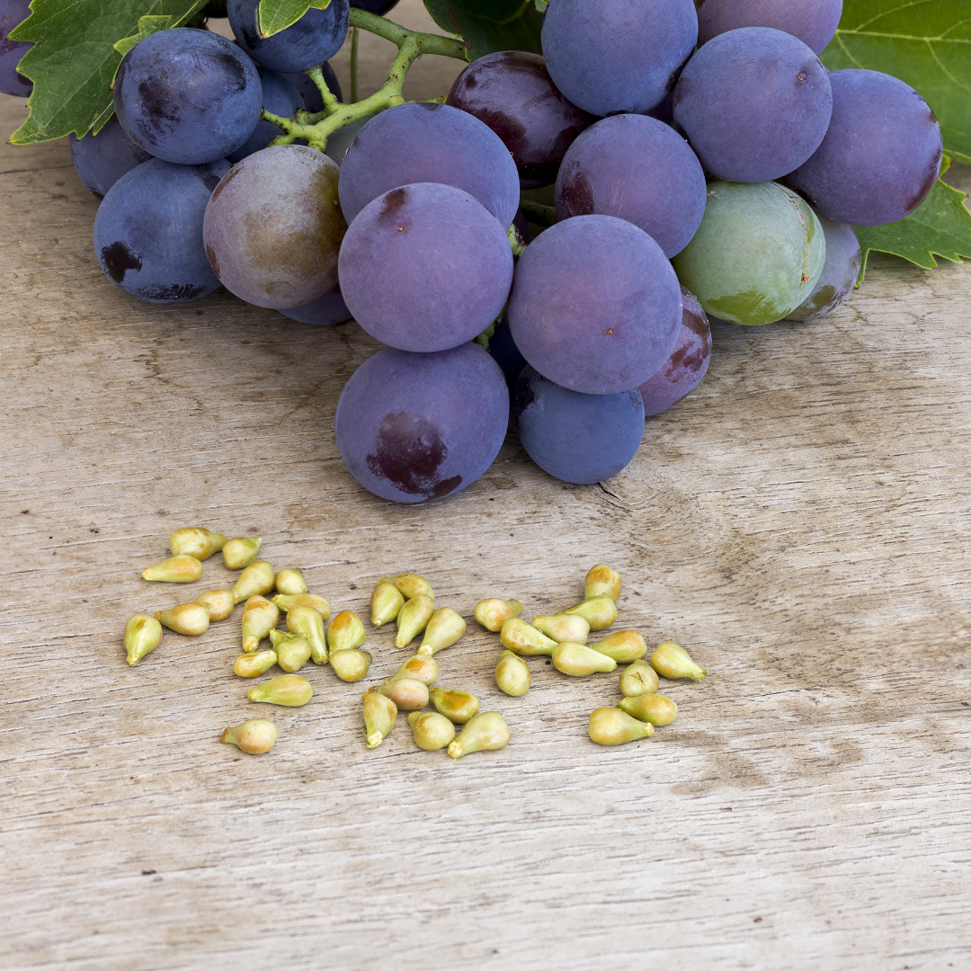 Grape Seed Oil