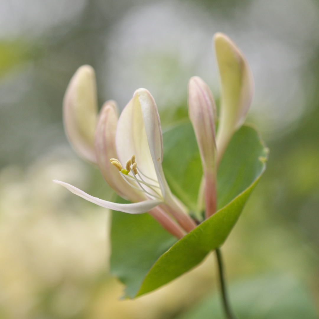 Honeysuckle Absolute Oil