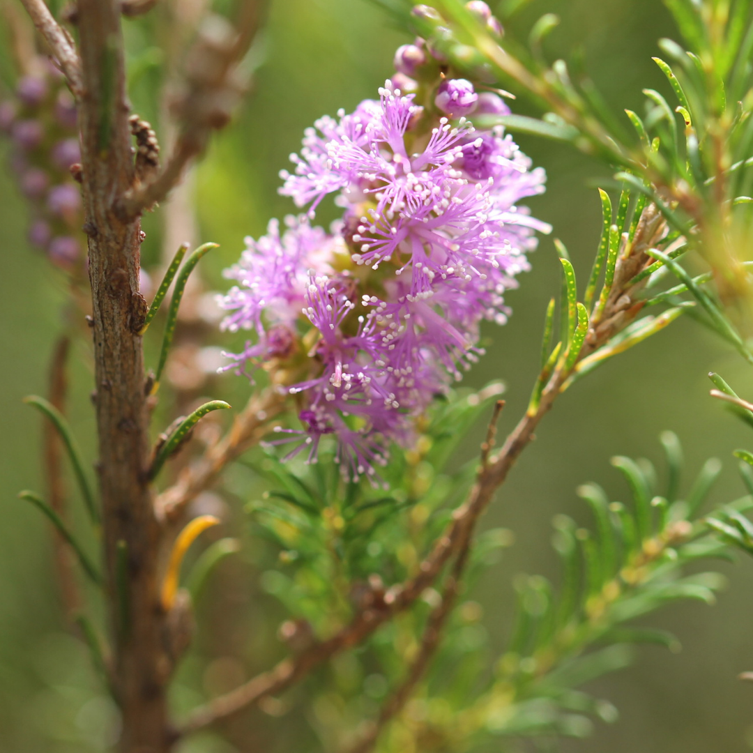 Kunzea Essential Oil