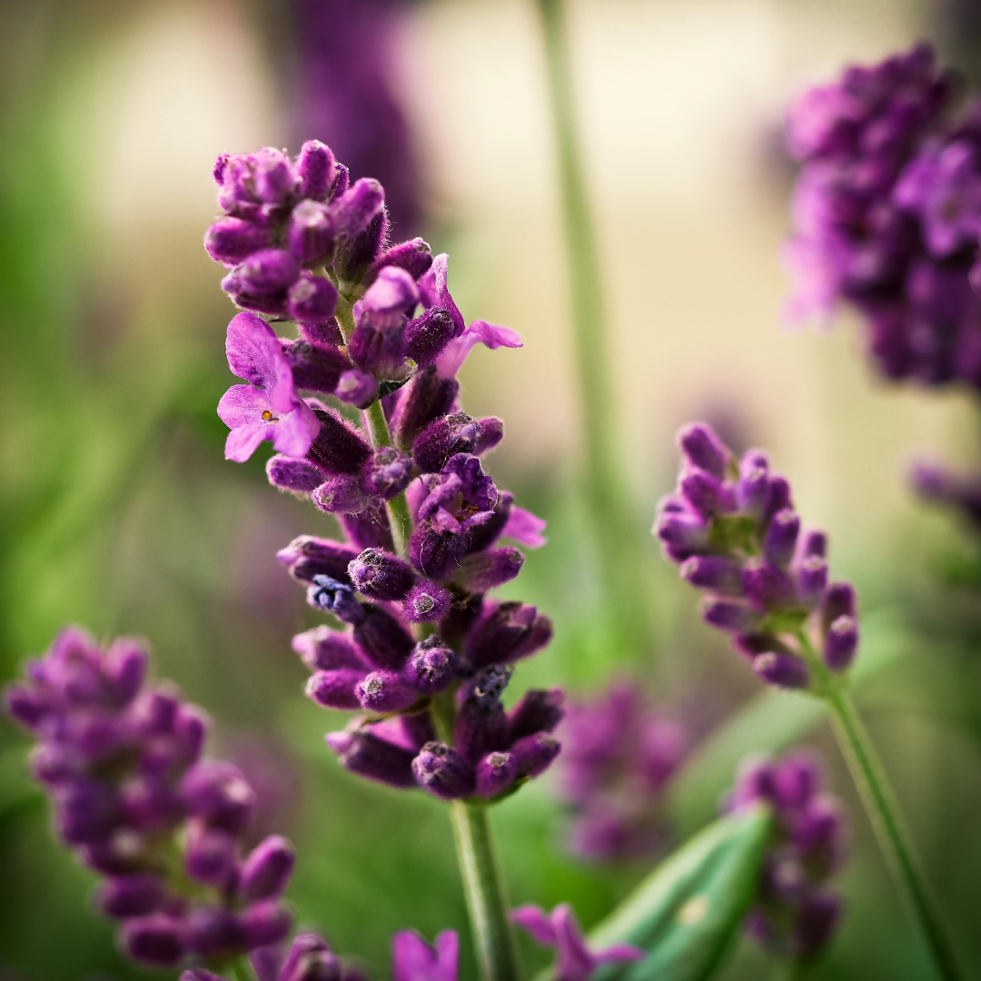 Lavender Bulgarian Essential Oil