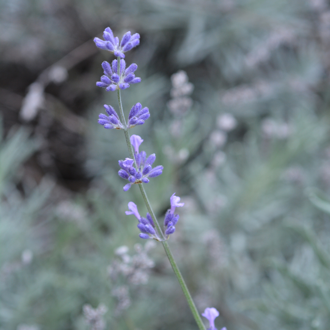 Lavender (English) Essential Oil