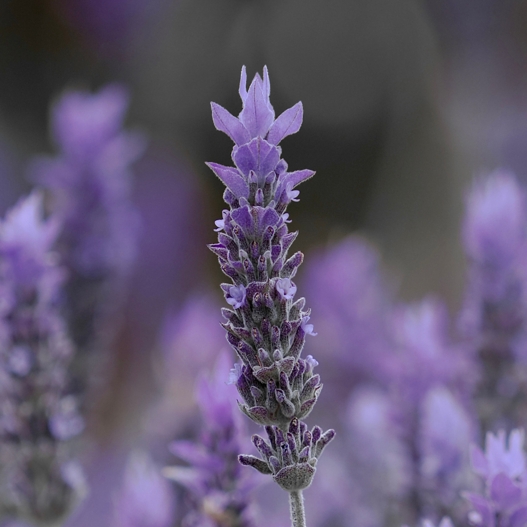 Lavender Absolute Oil