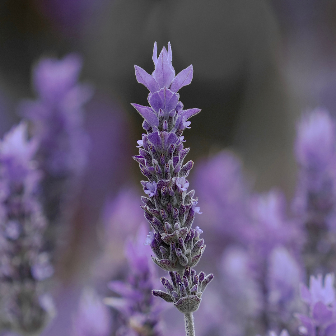  Lavender Absolute Oil
