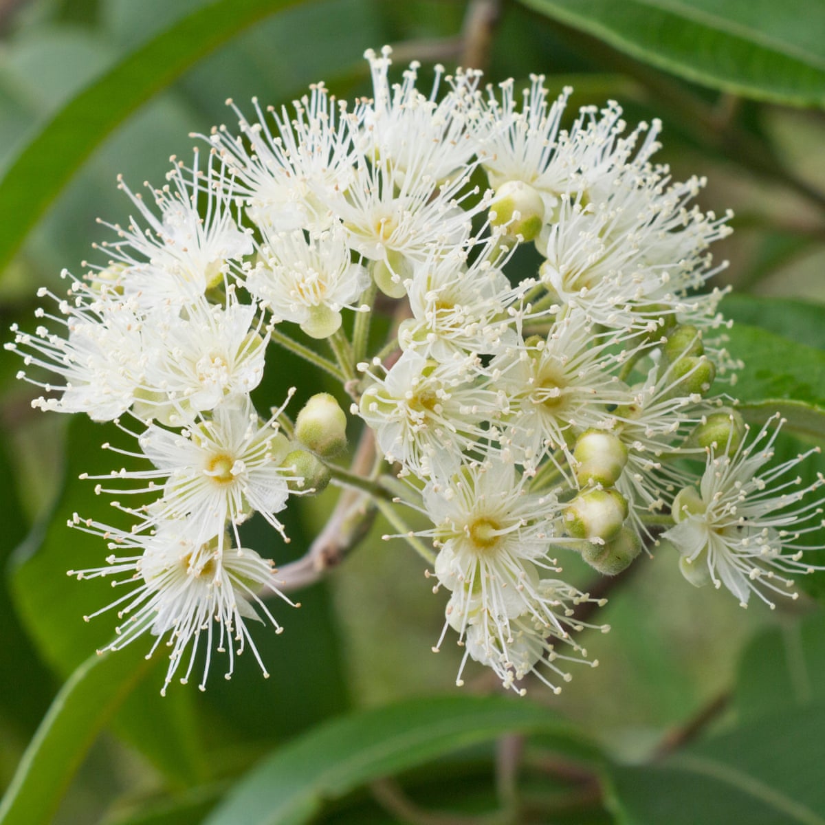 Lemon Myrtle Essential Oil