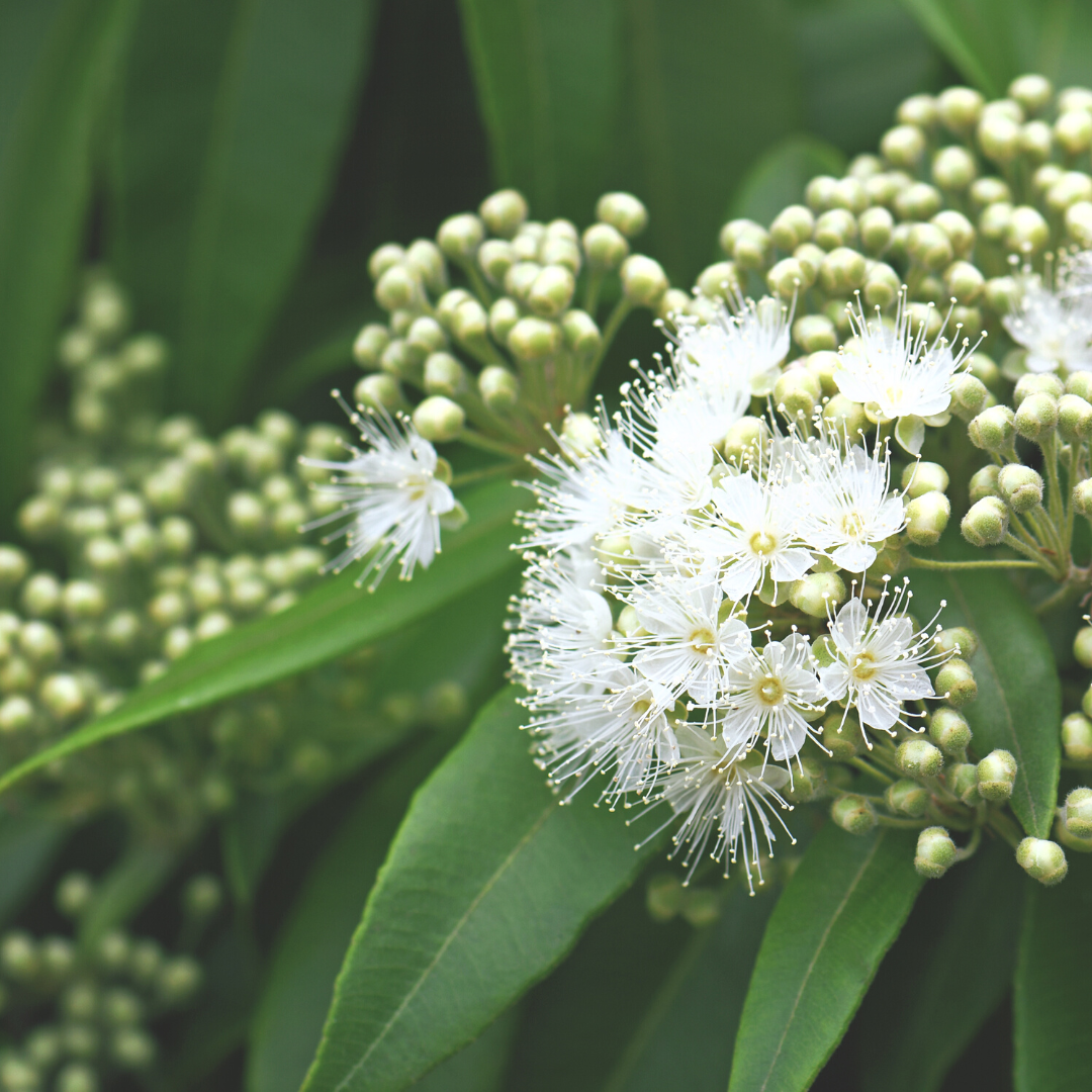 Mango Myrtle Essential Oil