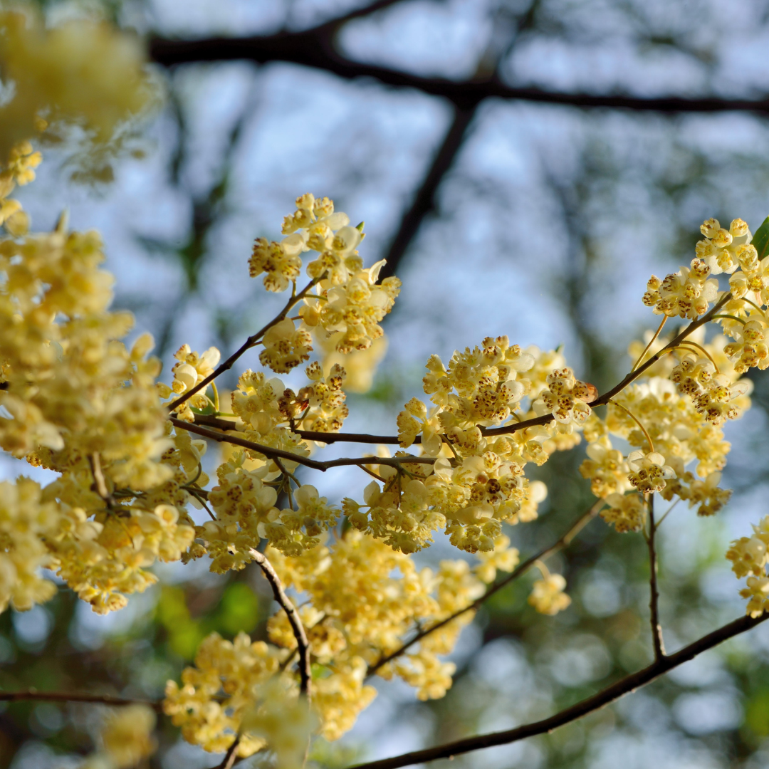 May Chang Essential Oil