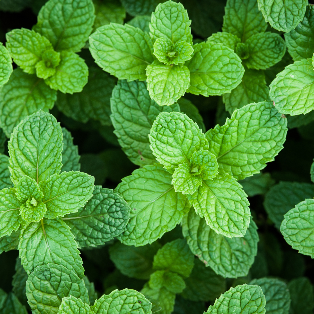 Peppermint Piperita Essential Oil