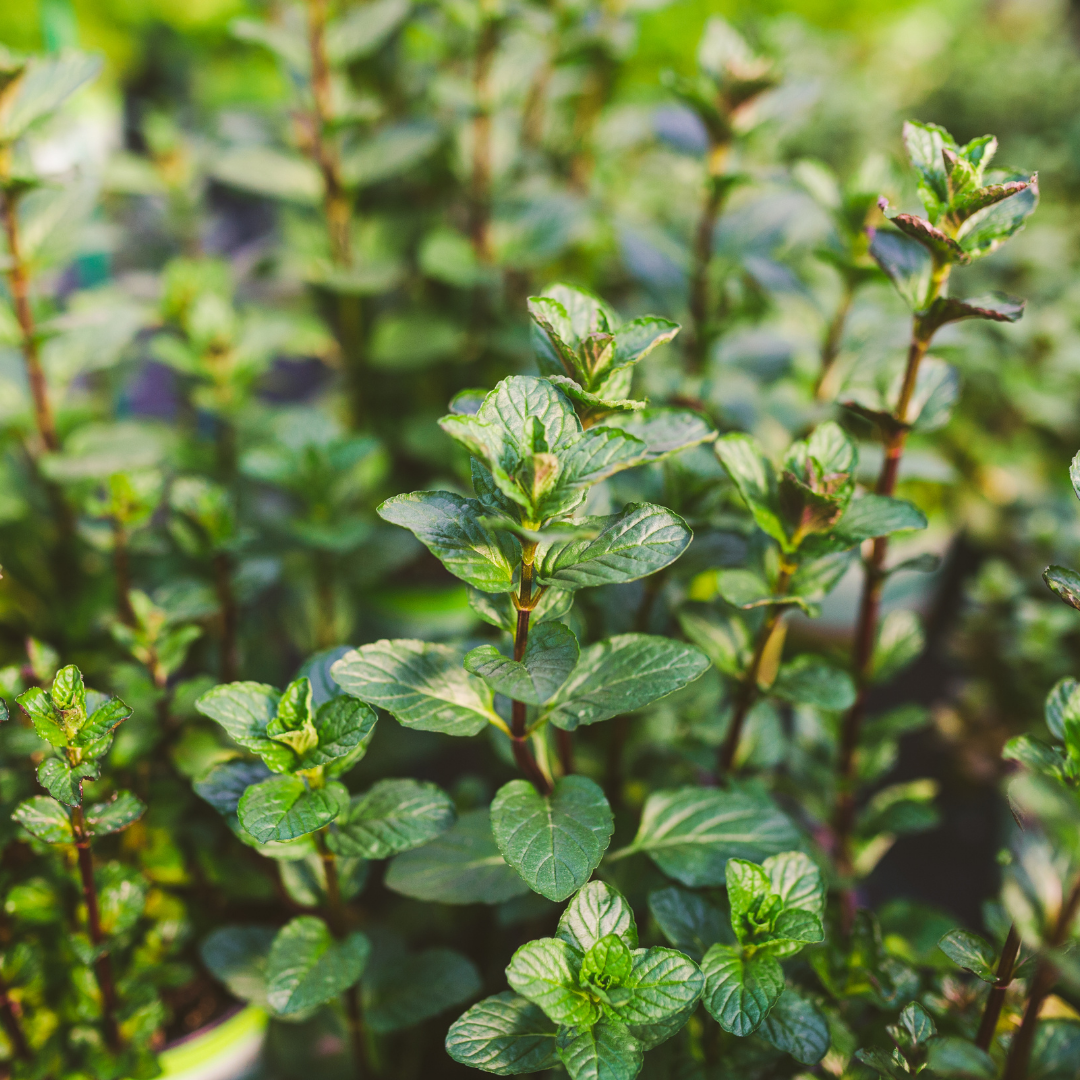 Peppermint Arvensis Essential Oil