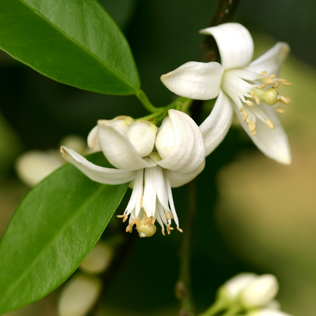 Neroli Absolute Oil