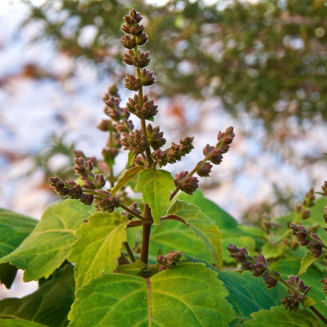 Patchouli Essential Oil