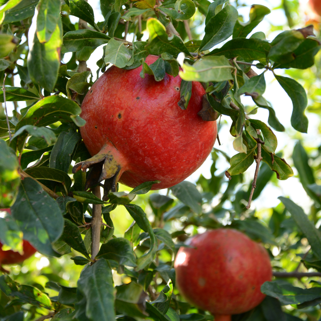 Pomegranate Seed Oil